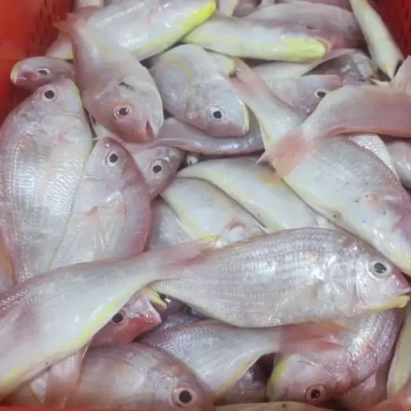 Premium frozen JTB fish with characteristic pink-silver scales and yellow stripes, flash-frozen for high-quality frozen seafood retail.