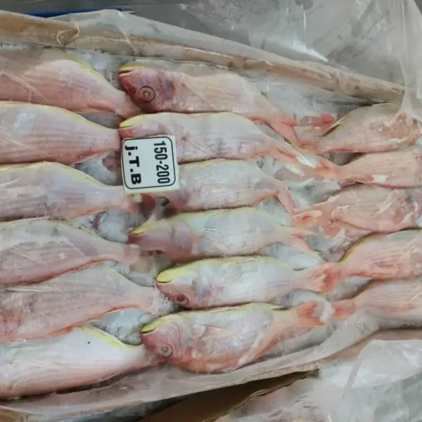 Premium frozen JTB fish with characteristic pink-silver scales and yellow stripes, flash-frozen for high-quality frozen seafood retail.