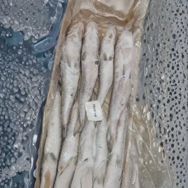 Frozen whole lizard fish in a bulk shipping crate with a "1000-up" size grade label, featuring their pale scales and slender, elongated bodies.