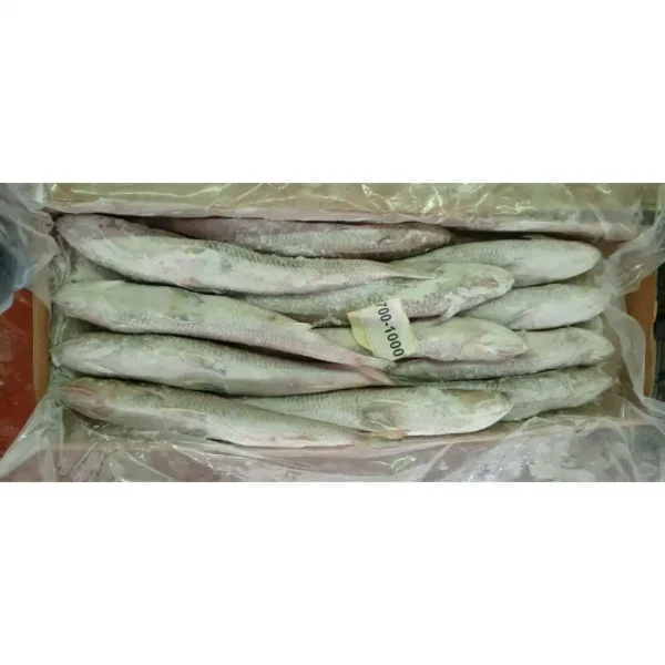 Slender frozen lizard fish with characteristic sharp teeth and silver-white scales, prepared for premium frozen seafood distribution.