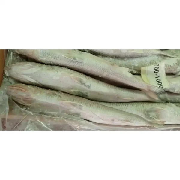 Slender frozen lizard fish with characteristic sharp teeth and silver-white scales, prepared for premium frozen seafood distribution.