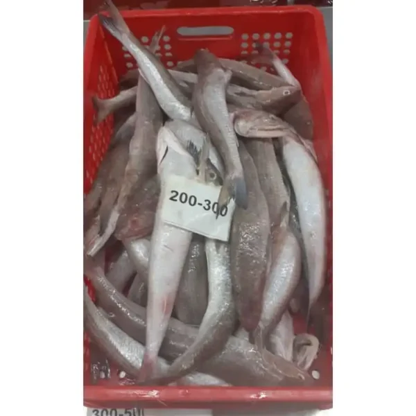 Slender frozen lizard fish with characteristic sharp teeth and silver-white scales, prepared for premium frozen seafood distribution.