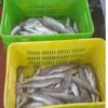 Slender frozen lizard fish with characteristic sharp teeth and silver-white scales, prepared for premium frozen seafood distribution.
