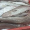 Slender frozen lizard fish with characteristic sharp teeth and silver-white scales, prepared for premium frozen seafood distribution.