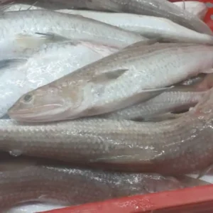 Slender frozen lizard fish with characteristic sharp teeth and silver-white scales, prepared for premium frozen seafood distribution.