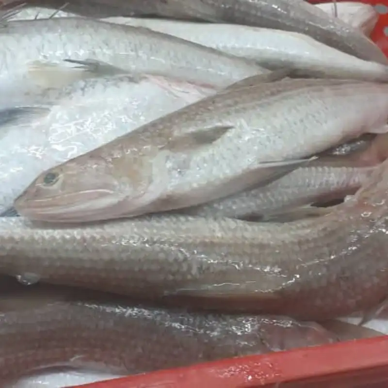 Slender frozen lizard fish with characteristic sharp teeth and silver-white scales, prepared for premium frozen seafood distribution.