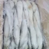 Slender frozen lizard fish with characteristic sharp teeth and silver-white scales, prepared for premium frozen seafood distribution.