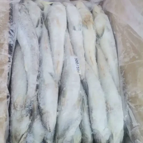 Slender frozen lizard fish with characteristic sharp teeth and silver-white scales, prepared for premium frozen seafood distribution.