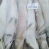 Slender frozen lizard fish with characteristic sharp teeth and silver-white scales, prepared for premium frozen seafood distribution.
