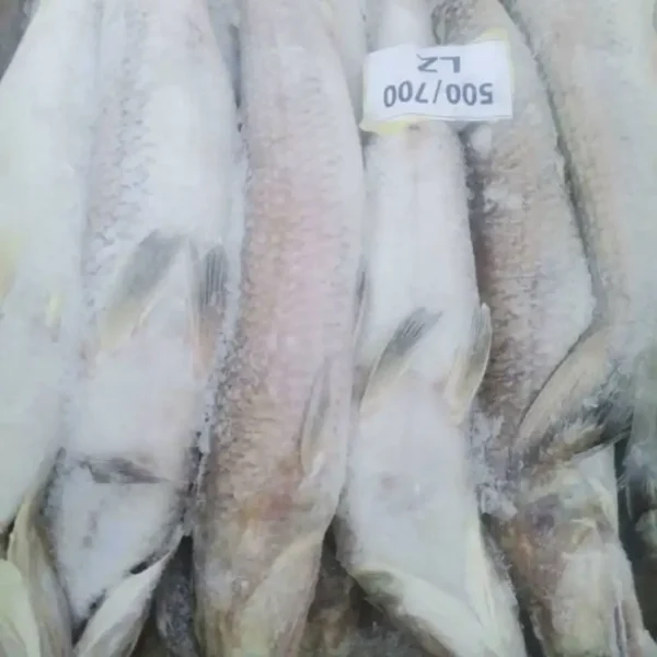 Slender frozen lizard fish with characteristic sharp teeth and silver-white scales, prepared for premium frozen seafood distribution.