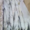 Slender frozen lizard fish with characteristic sharp teeth and silver-white scales, prepared for premium frozen seafood distribution.
