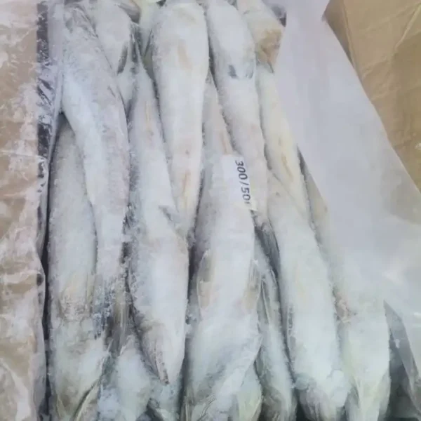 Slender frozen lizard fish with characteristic sharp teeth and silver-white scales, prepared for premium frozen seafood distribution.