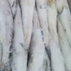 Slender frozen lizard fish with characteristic sharp teeth and silver-white scales, prepared for premium frozen seafood distribution.