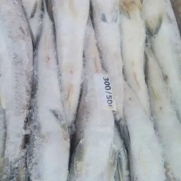 Slender frozen lizard fish with characteristic sharp teeth and silver-white scales, prepared for premium frozen seafood distribution.