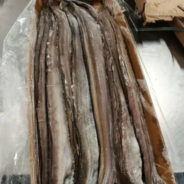 Frozen seafood supplier: premium quality whole frozen eel fish, bulk product for wholesale export.