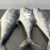 frozen queen fish with firm silver skin and distinct spots, professionally packed for high-quality frozen seafood distribution.