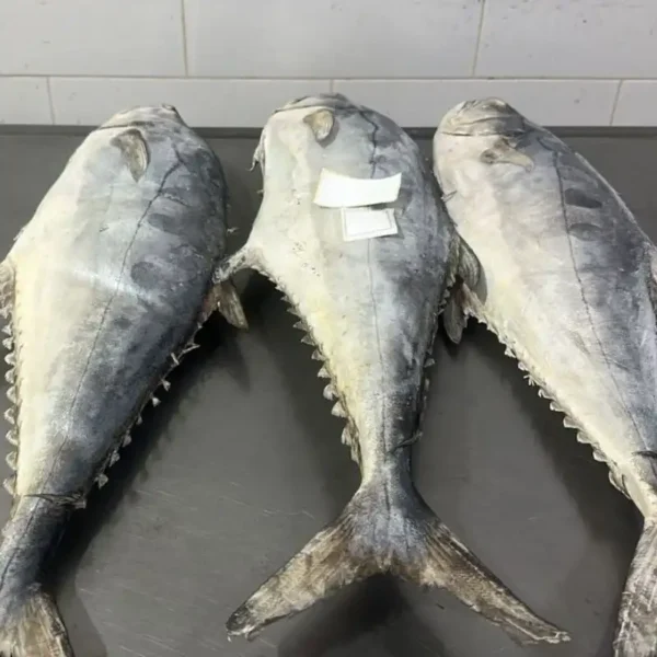 frozen queen fish with firm silver skin and distinct spots, professionally packed for high-quality frozen seafood distribution.