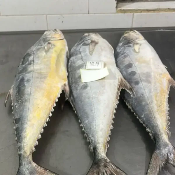 frozen queen fish with firm silver skin and distinct spots, professionally packed for high-quality frozen seafood distribution.