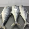 frozen queen fish with firm silver skin and distinct spots, professionally packed for high-quality frozen seafood distribution.