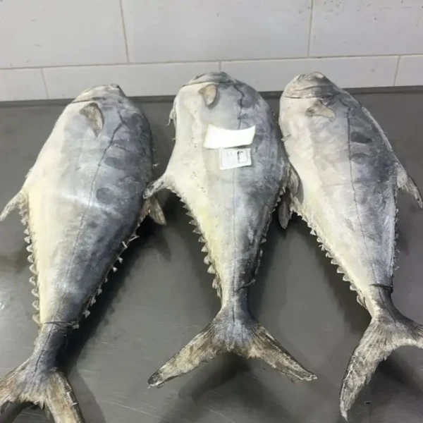 frozen queen fish with firm silver skin and distinct spots, professionally packed for high-quality frozen seafood distribution.