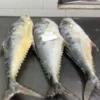 frozen queen fish with firm silver skin and distinct spots, professionally packed for high-quality frozen seafood distribution.