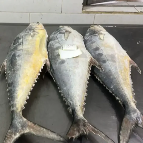 frozen queen fish with firm silver skin and distinct spots, professionally packed for high-quality frozen seafood distribution.