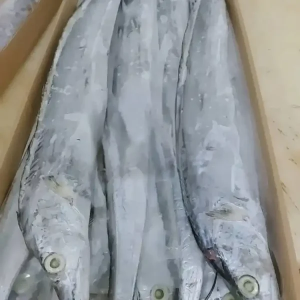 Premium ribbon fish with a distinct silver sheen layered in a bulk shipping box for the frozen seafood market.