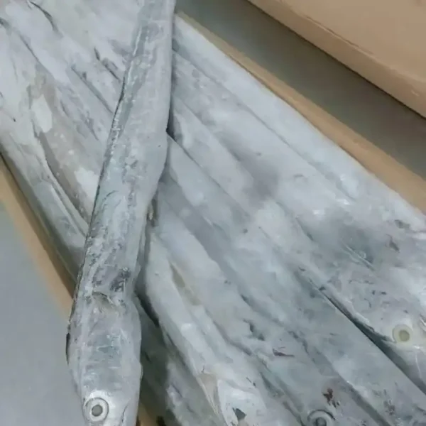 Premium ribbon fish with a distinct silver sheen layered in a bulk shipping box for the frozen seafood market.