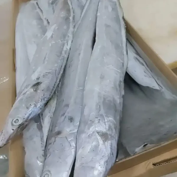 Premium ribbon fish with a distinct silver sheen layered in a bulk shipping box for the frozen seafood market.