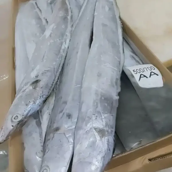 Premium ribbon fish with a distinct silver sheen layered in a bulk shipping box for the frozen seafood market.