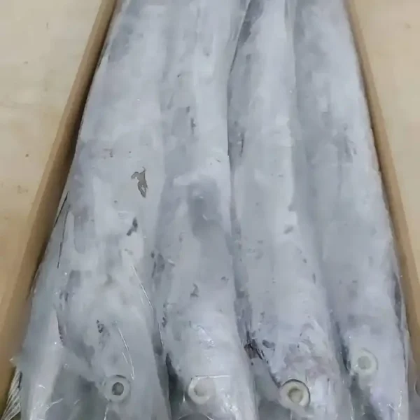 Premium ribbon fish with a distinct silver sheen layered in a bulk shipping box for the frozen seafood market.